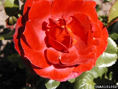rose, Rosa spp.  (Rosales: Rosaceae) - 5151052