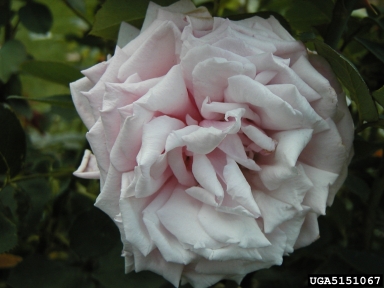rose, Rosa spp.  (Rosales: Rosaceae) - 5151067