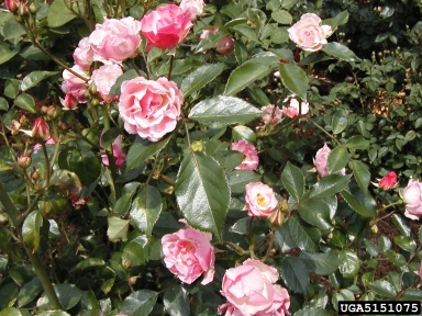 rose, Rosa spp.  (Rosales: Rosaceae) - 5151075