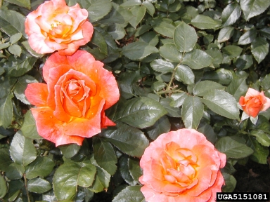 rose, Rosa spp.  (Rosales: Rosaceae) - 5151081