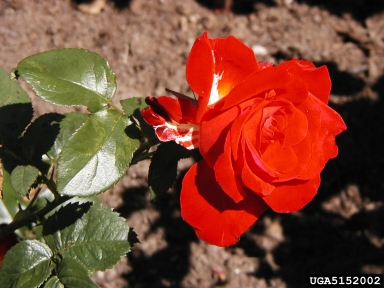 rose, Rosa spp.  (Rosales: Rosaceae) - 5152002