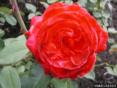 rose, Rosa spp.  (Rosales: Rosaceae) - 5152003