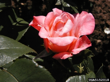rose, Rosa spp.  (Rosales: Rosaceae) - 5152018