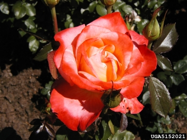 rose, Rosa spp.  (Rosales: Rosaceae) - 5152021