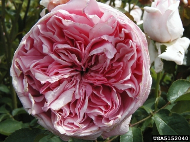 rose, Rosa spp.  (Rosales: Rosaceae) - 5152040