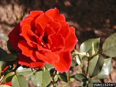 rose, Rosa spp.  (Rosales: Rosaceae) - 5152047
