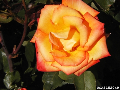 rose, Rosa spp.  (Rosales: Rosaceae) - 5152049