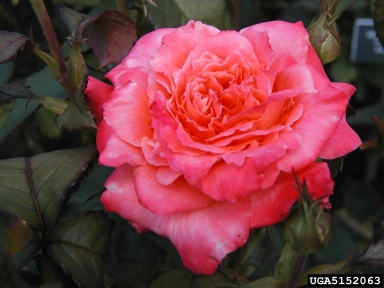 rose, Rosa spp.  (Rosales: Rosaceae) - 5152063