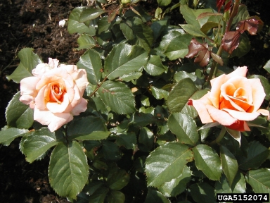 rose, Rosa spp.  (Rosales: Rosaceae) - 5152074