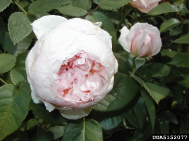 rose, Rosa spp.  (Rosales: Rosaceae) - 5152077