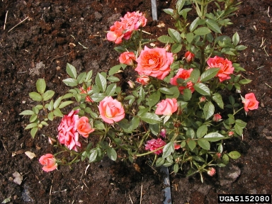 rose, Rosa spp.  (Rosales: Rosaceae) - 5152080