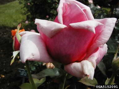 rose, Rosa spp.  (Rosales: Rosaceae) - 5152091