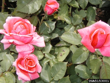 rose, Rosa spp.  (Rosales: Rosaceae) - 5153001