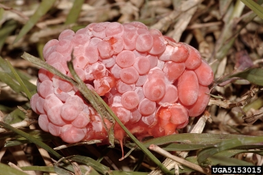 island applesnail, Pomacea maculata  (Architaenioglossa: Ampullariidae) - 5153015