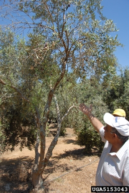 leopard moth (Zeuzera pyrina ) on olive (Olea europaea ) - 5153043