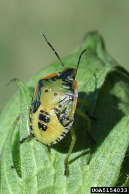 green stink bug (Acrosternum hilare ) on cotton (Gossypium hirsutum ) - 5154033