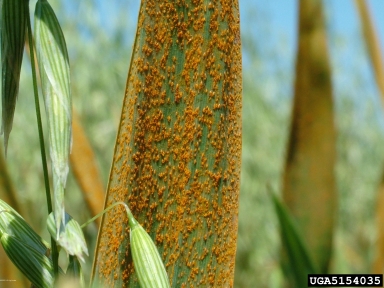 oat crown rust (Puccinia coronata var. avenae) on oat (Avena spp. ) - 5154035