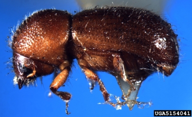 ambrosia beetle, Ambrosiodmus lecontei  (Coleoptera: Curculionidae) - 5154041