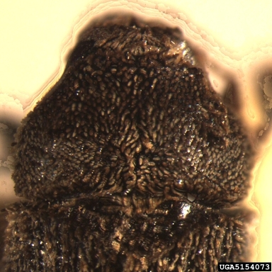 mountain mahogany bark beetle, Chaetophloeus heterodoxus  (Coleoptera: Curculionidae) - 5154073