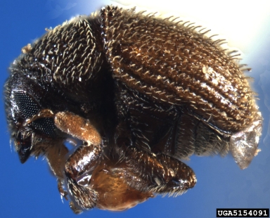 bark beetle, Chramesus chapuisi  (Coleoptera: Curculionidae) - 5154091
