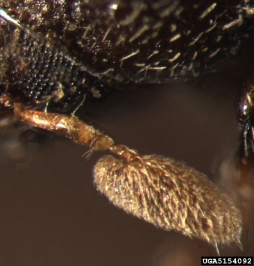 bark beetle, Chramesus hicoriae  (Coleoptera: Curculionidae) - 5154092