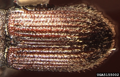 bark beetle, Cnesinus strigicollis  (Coleoptera: Curculionidae) - 5155002