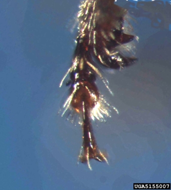 bark beetle, Cnesinus strigicollis  (Coleoptera: Curculionidae) - 5155007