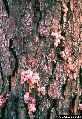 black turpentine beetle, Dendroctonus terebrans  (Coleoptera: Curculionidae) - 5155039