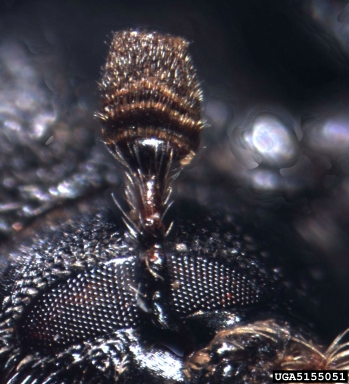 bark beetle, Dendrosinus bourreriae  (Coleoptera: Curculionidae) - 5155051