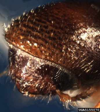 ambrosia beetle, Gnathotrichus materiarius  (Coleoptera: Curculionidae) - 5155070