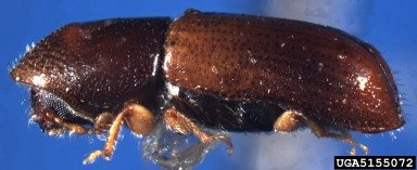 ambrosia beetle, Gnathotrichus materiarius  (Coleoptera: Curculionidae) - 5155072
