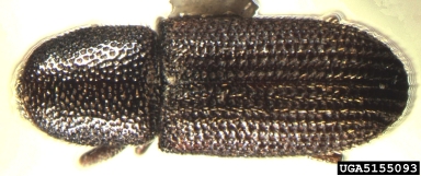 bark beetle, Hylastes tenuis  (Coleoptera: Curculionidae) - 5155093