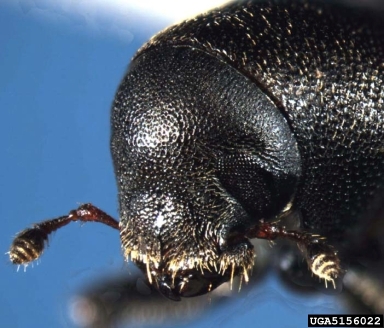 bark beetle, Hylurgops rugipennis  (Coleoptera: Curculionidae) - 5156022