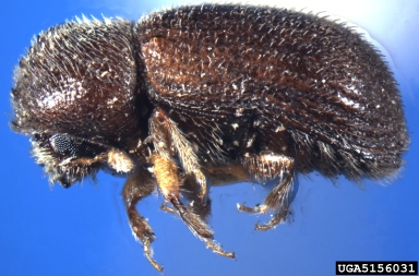 bark beetle, Hypothenemus dissimilis  (Coleoptera: Curculionidae) - 5156031