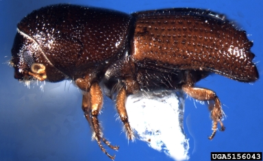 small southern pine engraver, Ips avulsus  (Coleoptera: Curculionidae) - 5156043