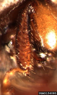 ambrosia beetle, Monarthrum fasciatus  (Coleoptera: Curculionidae) - 5156080