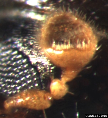 chestnet brown bark beetle, Pityogenes hopkinsi  (Coleoptera: Curculionidae) - 5157040