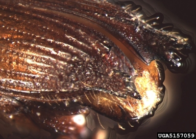pinhole borer, Platypus compositus  (Coleoptera: Curculionidae) - 5157059