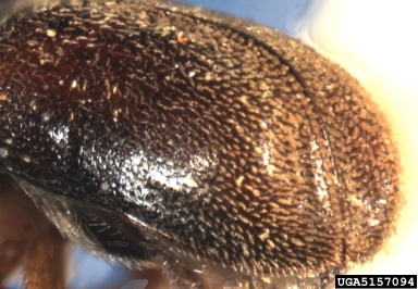 small oak bark beetle, Pseudopityophthorus minutissimus  (Coleoptera: Curculionidae) - 5157094