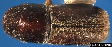 small oak bark beetle, Pseudopityophthorus minutissimus  (Coleoptera: Curculionidae) - 5157098