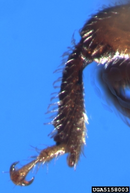oak bark beetle, Pseudopityophthorus pruinosus  (Coleoptera: Curculionidae) - 5158003