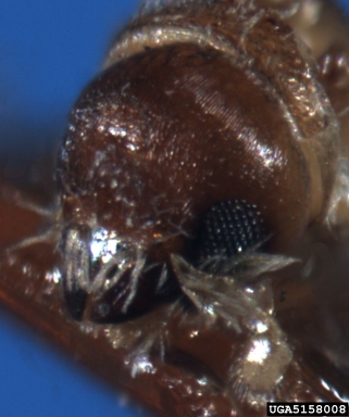 bark beetle, Pseudothysanoes dislocatus  (Coleoptera: Curculionidae) - 5158008
