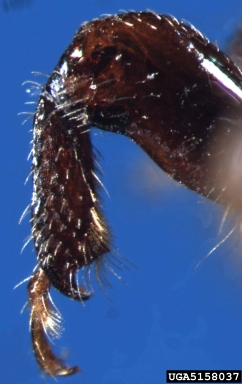 hickory bark beetle, Scolytus quadrispinosus  (Coleoptera: Curculionidae) - 5158037