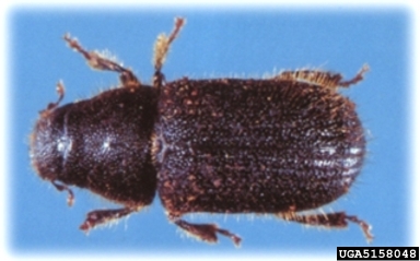 spruce beetle, Dendroctonus rufipennis  (Coleoptera: Curculionidae) - 5158048
