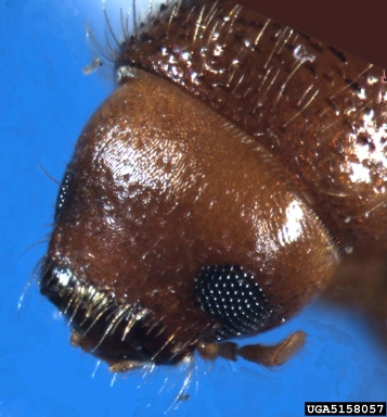 ambrosia beetle, Xyleborus affinis  (Coleoptera: Curculionidae) - 5158057