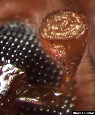 ambrosia beetle, Xyleborus celsus  (Coleoptera: Curculionidae) - 5158062