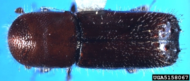 ambrosia beetle, Xyleborus celsus  (Coleoptera: Curculionidae) - 5158067