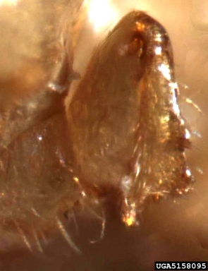 ambrosia beetle, Xyleborus pubescens  (Coleoptera: Curculionidae) - 5158095