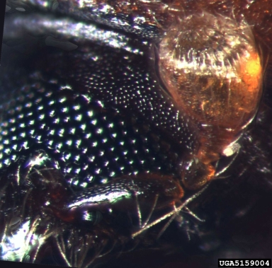 European shot-hole borer, Xyleborus dispar  (Coleoptera: Curculionidae) - 5159004