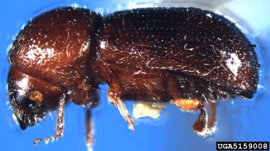 European shot-hole borer, Xyleborus dispar  (Coleoptera: Curculionidae) - 5159008